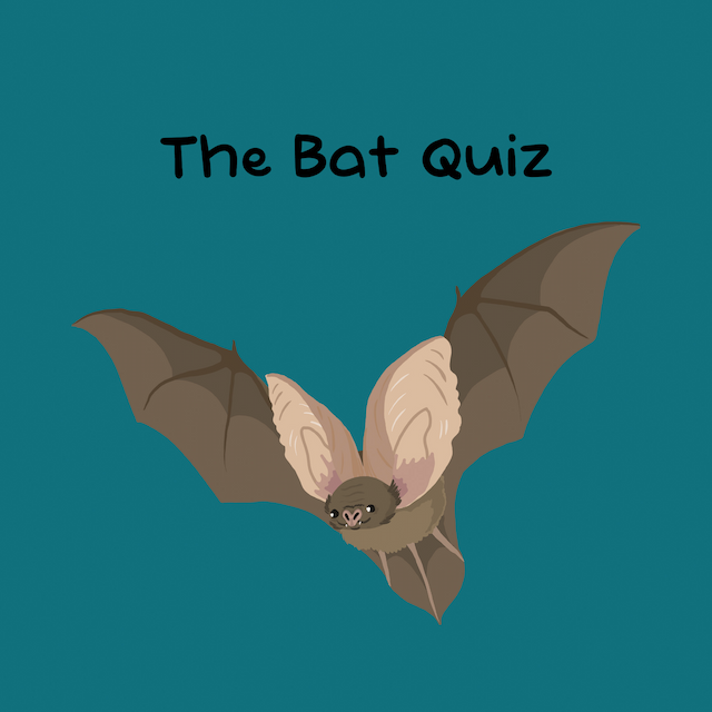 The Bat Quiz